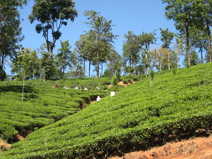 Шри Ланка 2009 или ребятам о зверятах.