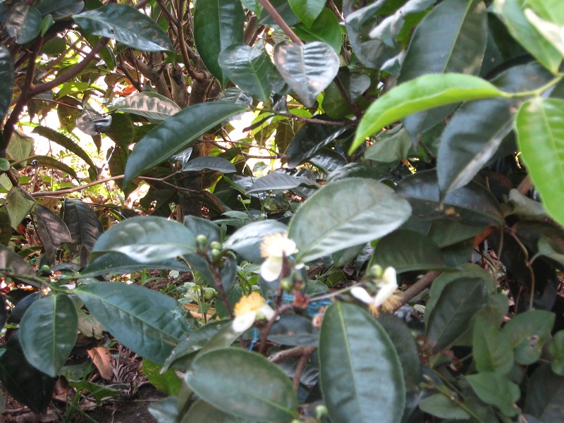 Шри Ланка 2009 или ребятам о зверятах.