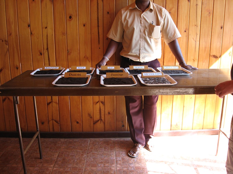 Шри Ланка 2009 или ребятам о зверятах.