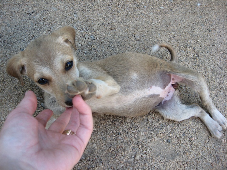 Шри Ланка 2009 или ребятам о зверятах.