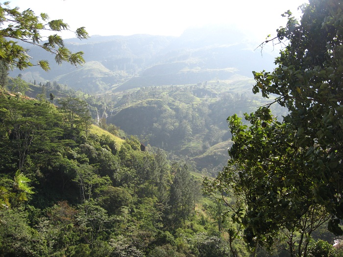 Шри Ланка 2009 или ребятам о зверятах.