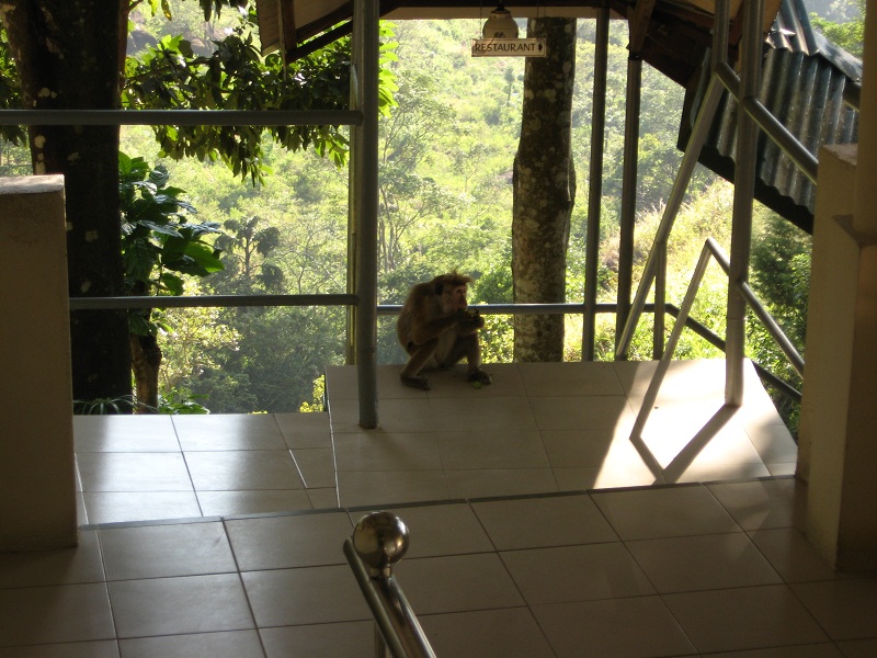 Шри Ланка 2009 или ребятам о зверятах.