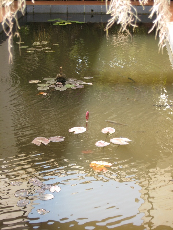 Шри Ланка 2009 или ребятам о зверятах.