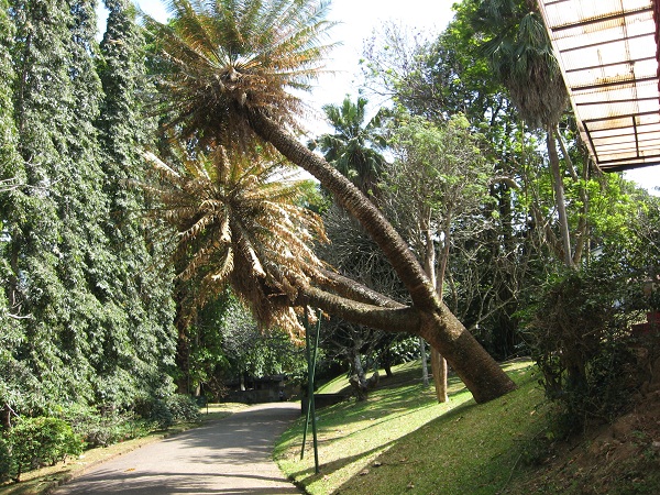 Шри Ланка 2009 или ребятам о зверятах.