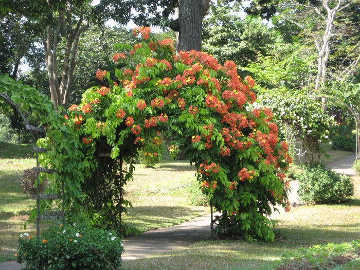 Шри Ланка 2009 или ребятам о зверятах.