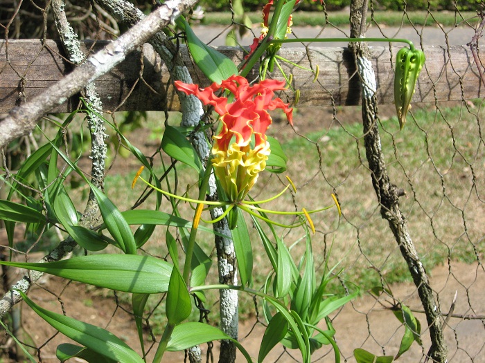 Шри Ланка 2009 или ребятам о зверятах.