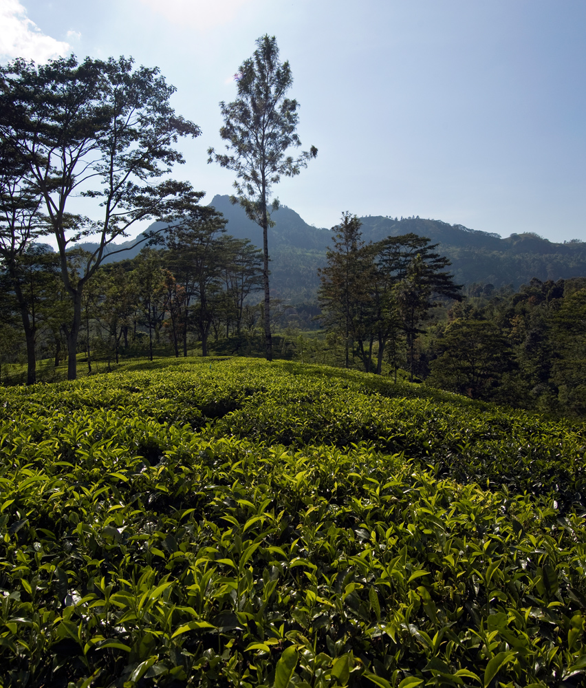 Dont Worry, Be Happy! Шри-Ланка. НГ'09. Фотоотчет. (трафик!)