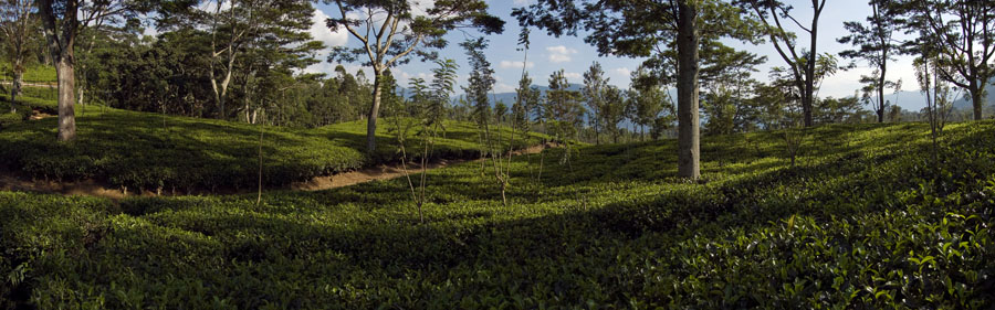 Dont Worry, Be Happy! Шри-Ланка. НГ'09. Фотоотчет. (трафик!)