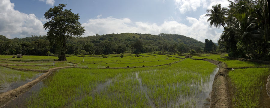 Dont Worry, Be Happy! Шри-Ланка. НГ'09. Фотоотчет. (трафик!)