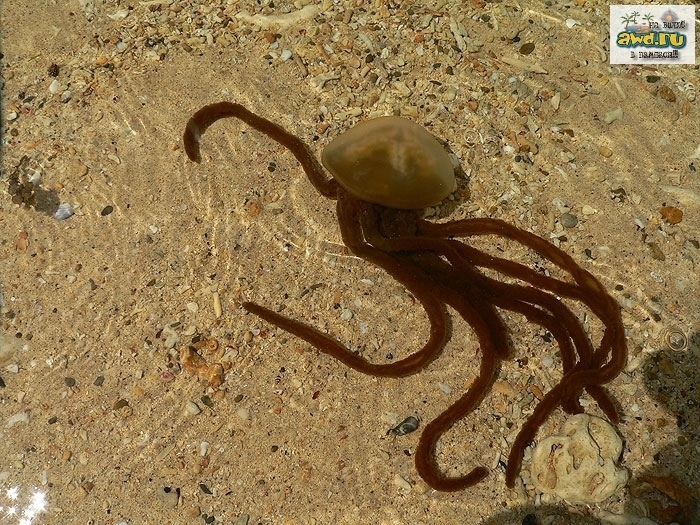 Филипинны, впечатления от недавнего путешествия