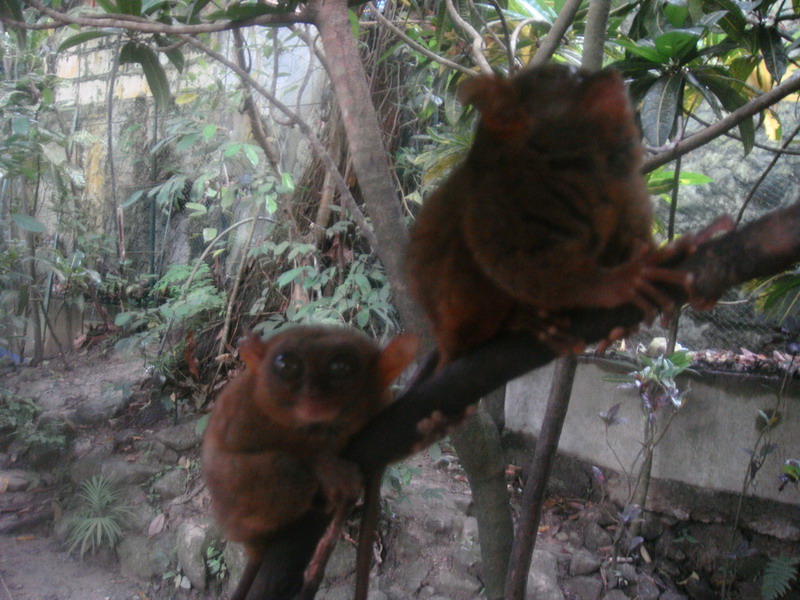 Себу + Бохол + Боракай, фев 2009