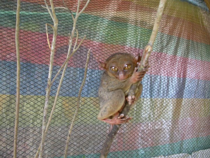 41 день Филиппины и Палау глазами дайвера (27.11-7.01)