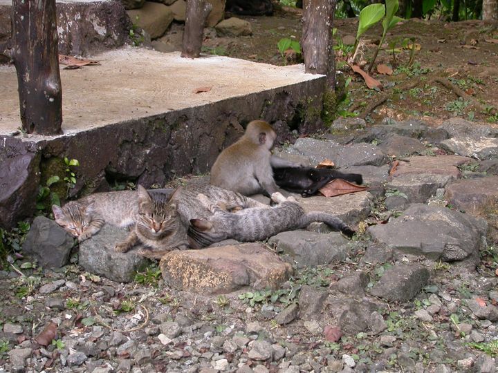 41 день Филиппины и Палау глазами дайвера (27.11-7.01)
