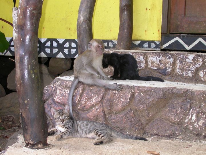 41 день Филиппины и Палау глазами дайвера (27.11-7.01)