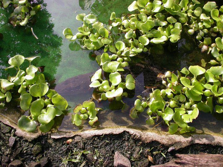 41 день Филиппины и Палау глазами дайвера (27.11-7.01)