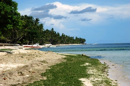 Сикихор: без хилеров, но с Маугли…