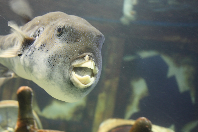 Вопрос с организацией маршрута на Филиппины + отели