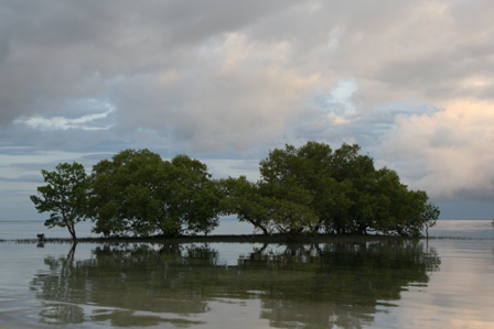 Сикихор: без хилеров, но с Маугли…