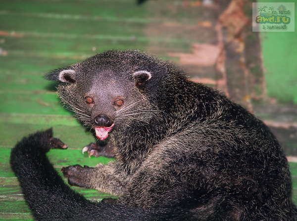 Путешествие на Филиппины