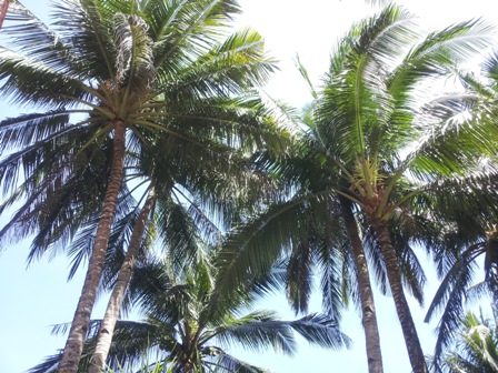 Hi, Boracay: nigi nigi, lapu lapu, halo halo...