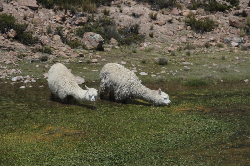 Перуанские хроники