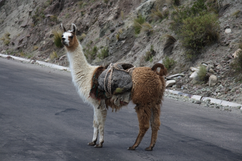 Перуанские хроники