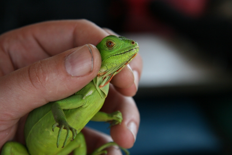 Перуанские хроники