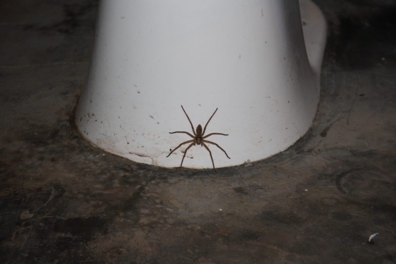 Перуанские хроники