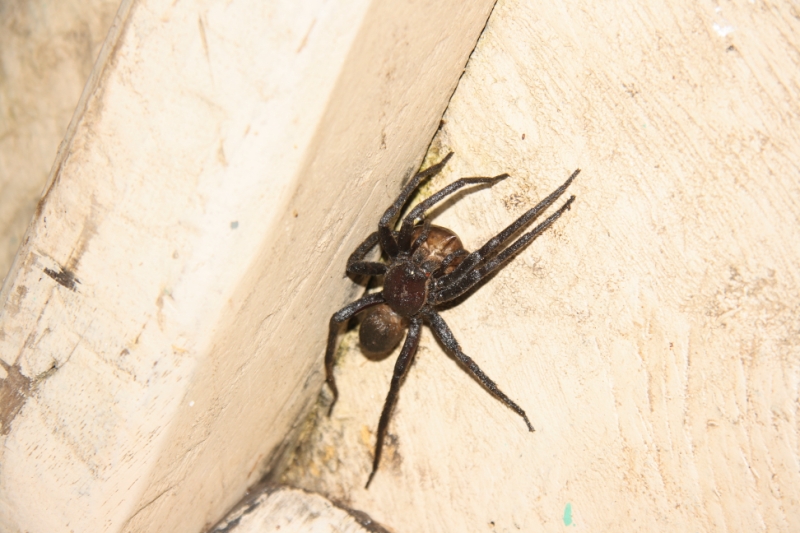 Перуанские хроники