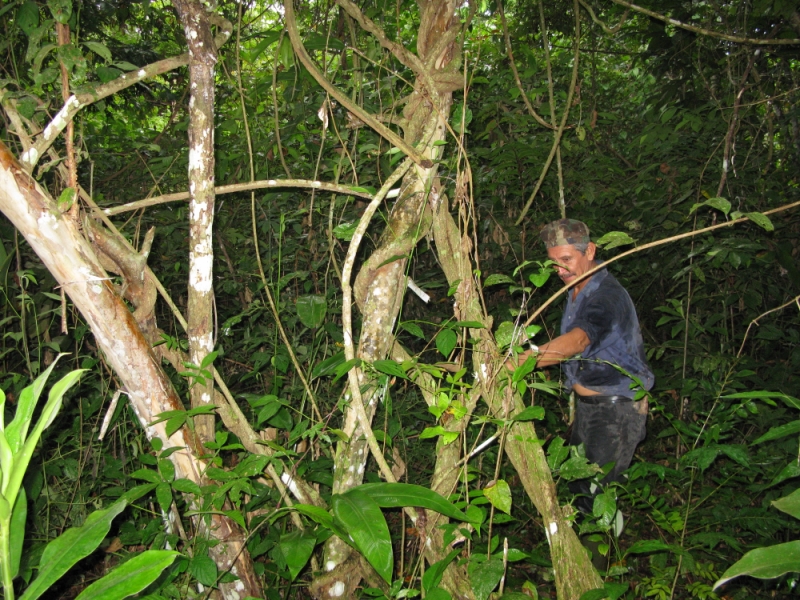 Перуанские хроники