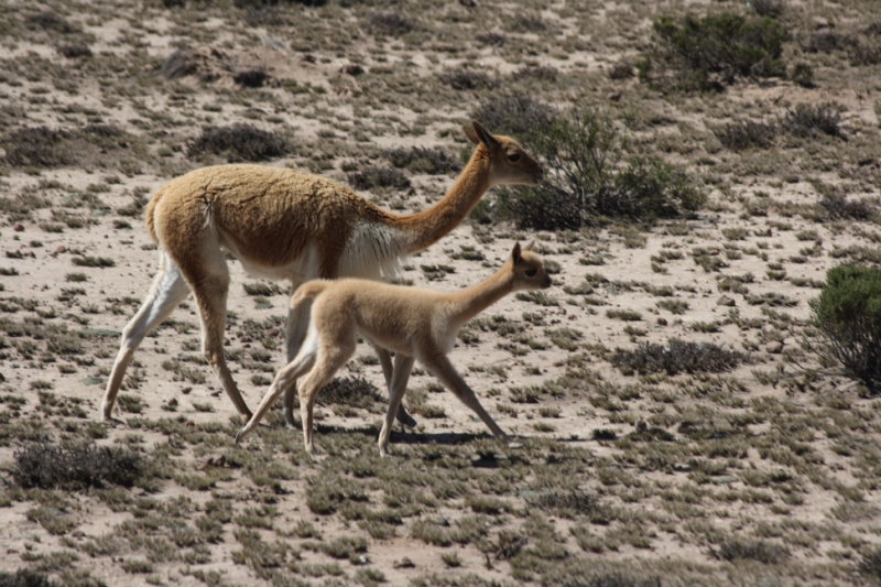 Перуанские хроники