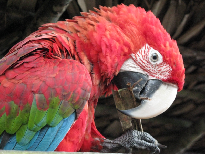 Перуанские хроники