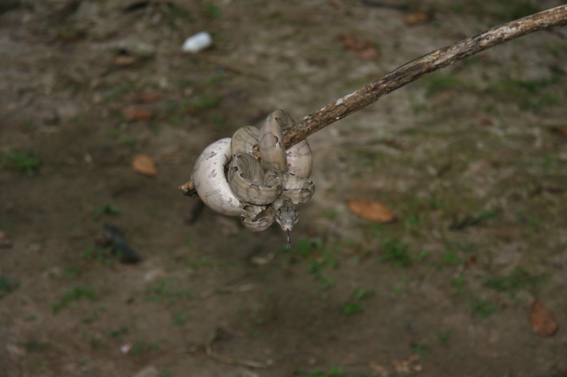 Перуанские хроники