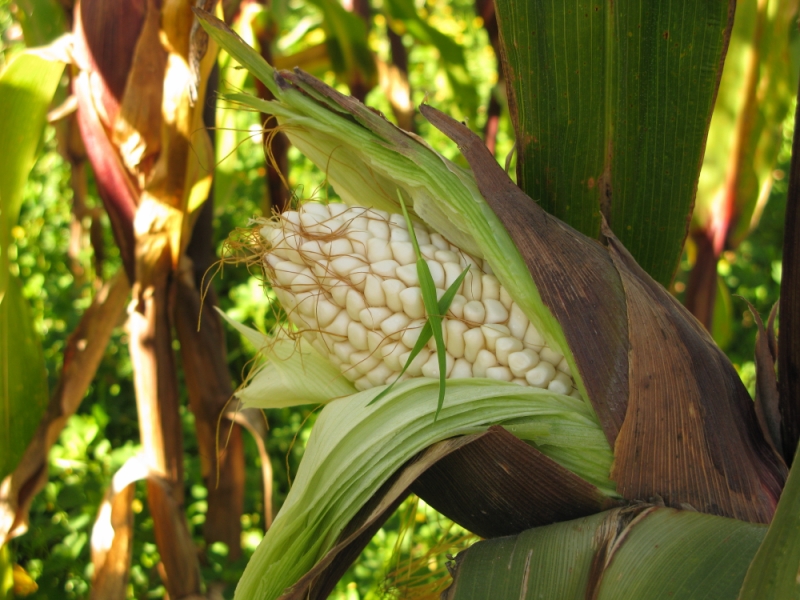 Перуанские хроники