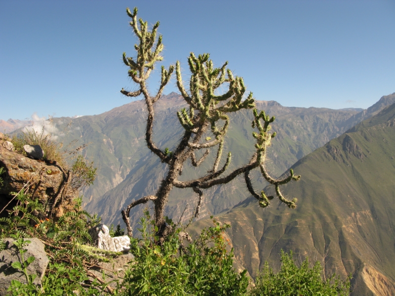 Перуанские хроники