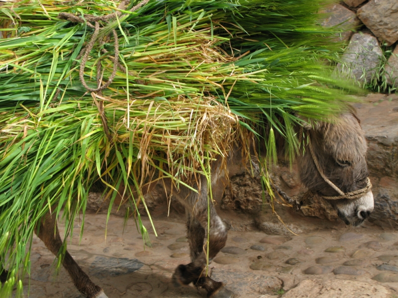 Перуанские хроники