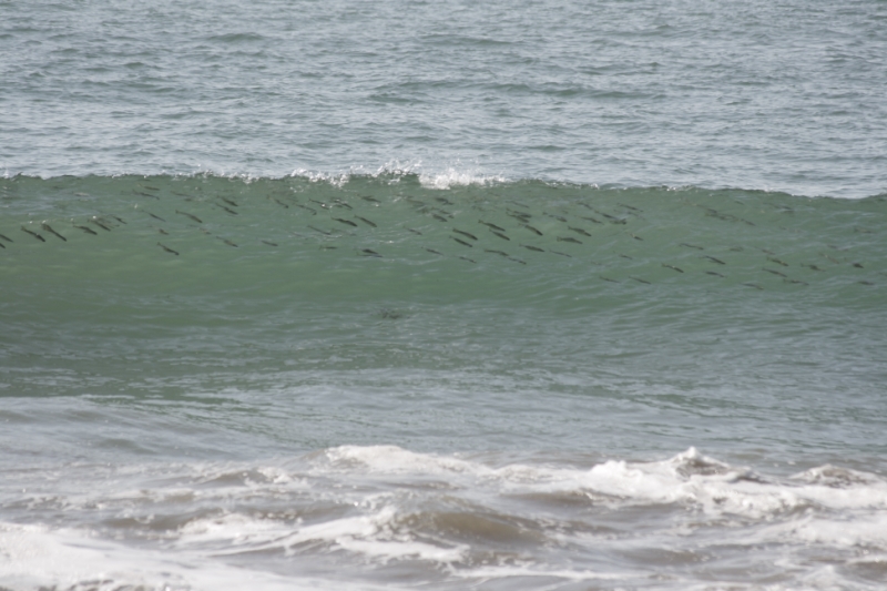Перуанские хроники