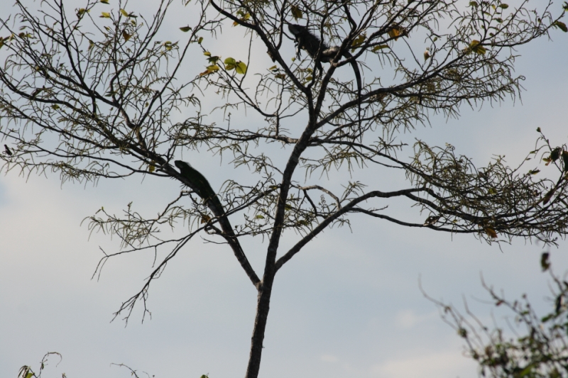 Перуанские хроники