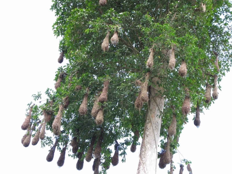 Перуанские хроники