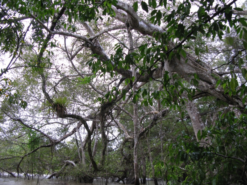 Перуанские хроники