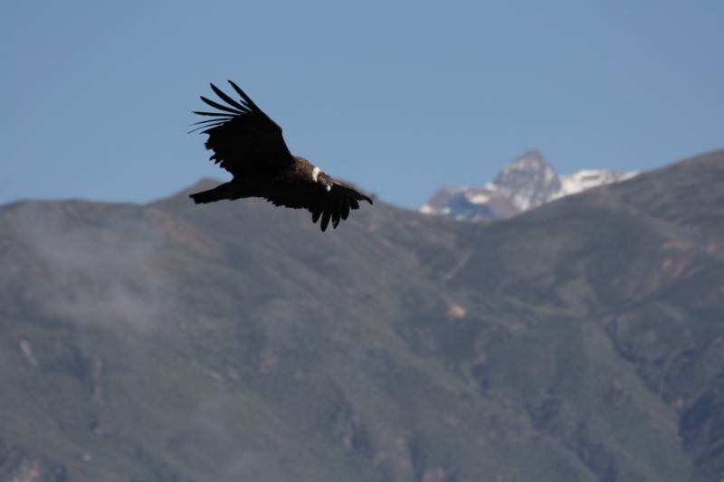 Одиночное пешее путешествие вдоль каньона Колка