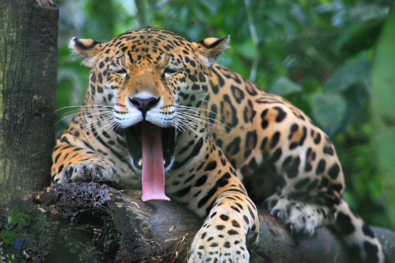 Фотоохота на животных в джунглях Южной Америки