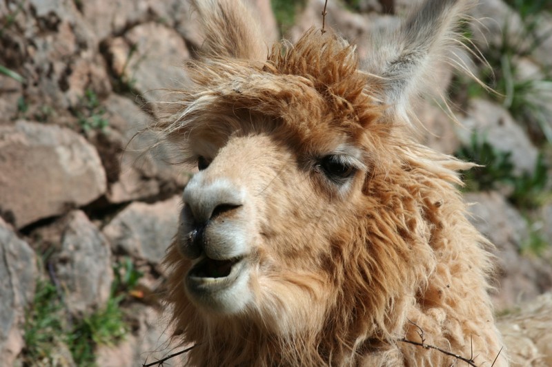 Перу и Боливия: если никуда не спешить. Ещё больше фото.