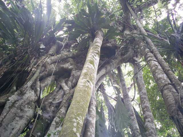 Хождение в индейцы