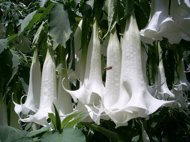 Хождение в индейцы