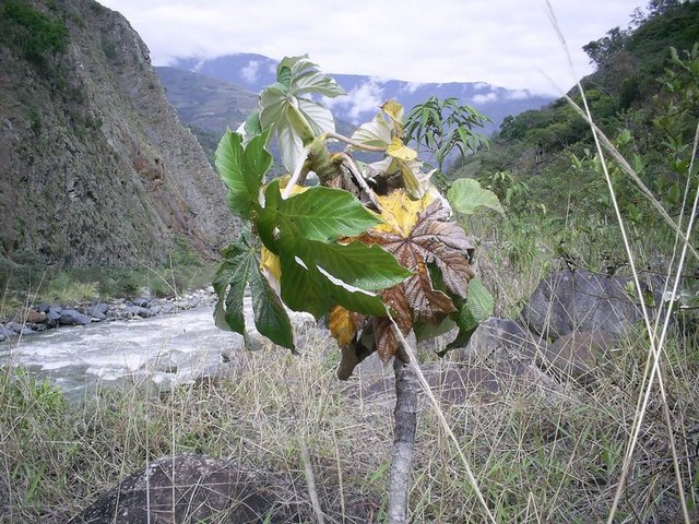 Хождение в индейцы