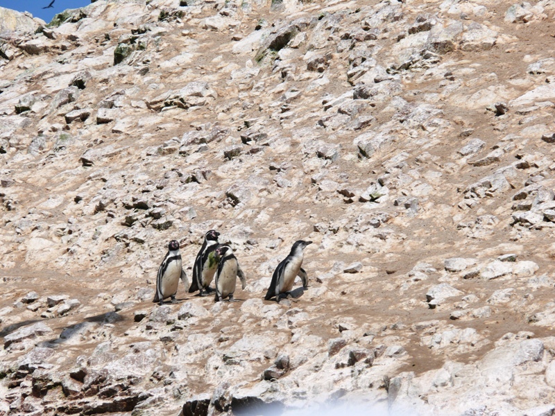 Перу, октябрь 2008: первый опыт самостоятельного путешествия