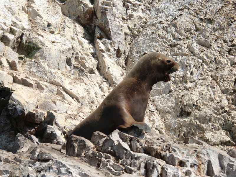 Перу, октябрь 2008: первый опыт самостоятельного путешествия