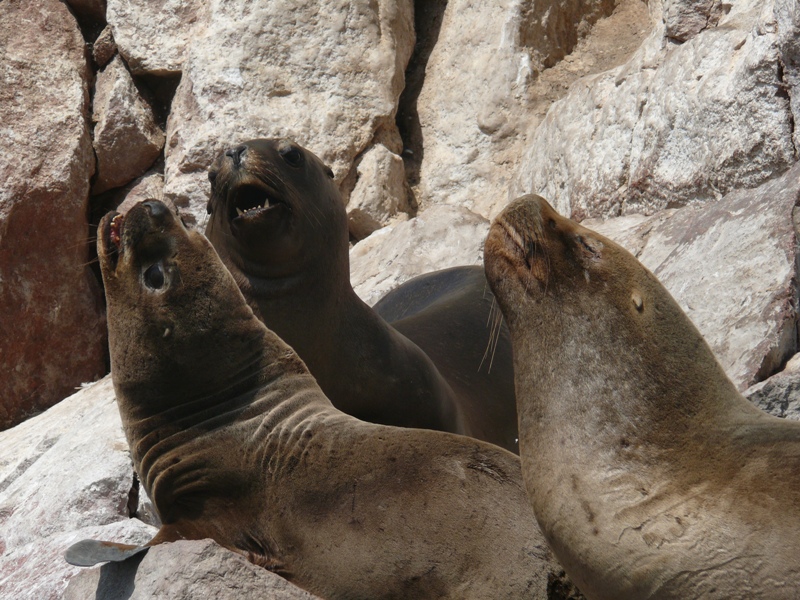 Перу, октябрь 2008: первый опыт самостоятельного путешествия