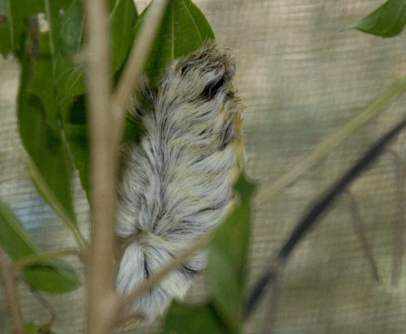 Перу и Боливия: если никуда не спешить. Ещё больше фото.